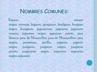 Nombres Comunes:Estepa, estepa negra, estrepa, fagarzo, guagarzo, hoalgazo, horgazo negro, huagarzo, jaguarcina, jaguarzo, jaguarzo común, jaguarzo negro, jaguarzo prieto, jara blanca, jara de Mompeller, jara de Montpellier, jara negra, jarastepa, jarilla, jogarzo, jogarzo negro, juagarzo, juagarzo negro, juagarzo prieto, juaguarzo negro, piguerzo, saguarzo negro, zaguarzo