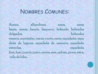Nombres Comunes:Aenea, albardines, anea, anea basta, aneas, bayón, bayunco, bohordo, bohordos delgados, bohordos enanos, cepotañas, ciscas, cuete, enea, espadaña, espadaña de laguna, espadaña de mazorca, espadaña estrecha, espadaña fina, fuso, juncia, junco, moros, nea, pelusa, puros, sisca, vela de lobo.