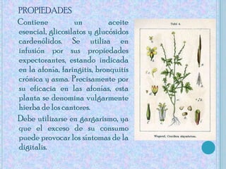 PROPIEDADES    Contiene un aceite esencial, glicosilatos y glucósidos cardenólidos. Se utiliza en infusión por sus propiedades expectorantes, estando indicada en la afonía, faringitis, bronquitis crónica y asma. Precisamente por su eficacia en las afonías, esta planta se denomina vulgarmente hierba de los cantores.    Debe utilizarse en gargarismo, ya que el exceso de su consumo puede provocar los síntomas de la digitalis.