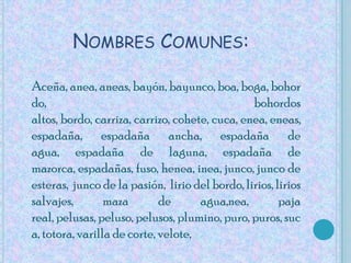 Nombres Comunes:Aceña, anea, aneas, bayón, bayunco, boa, boga, bohordo, bohordos altos, bordo, carriza, carrizo, cohete, cuca, enea, eneas, espadaña, espadaña ancha, espadaña de agua, espadaña de laguna, espadaña de mazorca, espadañas, fuso, henea, inea, junco, junco de esteras, junco de la pasión,  lirio del bordo, lirios, lirios salvajes, maza de agua,nea, paja real, pelusas, peluso, pelusos, plumino, puro, puros, suca, totora, varilla de corte, velote, 