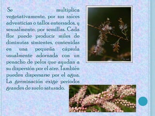 Se multiplica vegetativamente, por sus raíces adventicias o tallos enterrados, y sexualmente, por semillas. Cada flor puede producir miles de diminutas simientes, contenidas en una pequeña cápsula usualmente adornada con un penacho de pelos que ayudan a su dispersión por el aire. También pueden dispersarse por el agua. La germinación exige periodos grandes de suelo saturado.