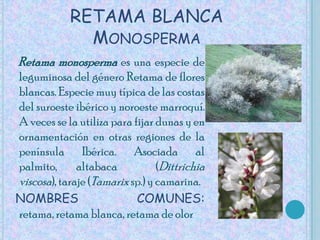 RETAMA BLANCAMonospermaRetama monosperma es una especie de leguminosa del género Retama de flores blancas. Especie muy típica de las costas del suroeste ibérico y noroeste marroquí. A veces se la utiliza para fijar dunas y en ornamentación en otras regiones de la península Ibérica. Asociada al palmito, altabaca  (Dittrichia viscosa), taraje (Tamarix sp.) y camarina. NOMBRES COMUNES:retama, retama blanca, retama de olor