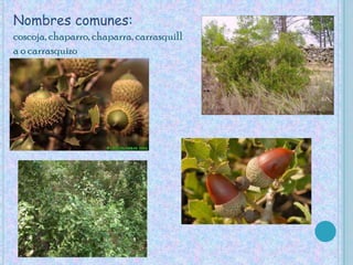 Nombres comunes:coscoja, chaparro, chaparra, carrasquilla o carrasquizo 