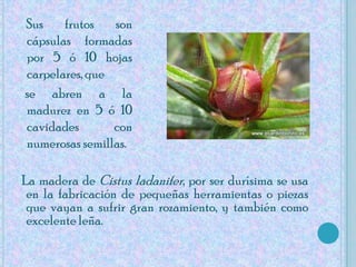 Sus frutos son cápsulas formadas por 5 ó 10 hojas carpelares, que     se abren a la madurez en 5 ó 10 cavidades con numerosas semillas. La madera de Cistus ladanifer, por ser durísima se usa en la fabricación de pequeñas herramientas o piezas que vayan a sufrir gran rozamiento, y también como excelente leña.