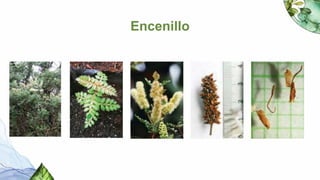 Flora del Bosque Andino Alto-1.pptxttttt | PPTX