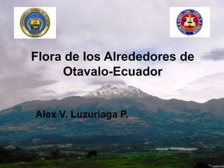 Flora de los Alrededores de
     Otavalo-Ecuador


Alex V. Luzuriaga P.
 