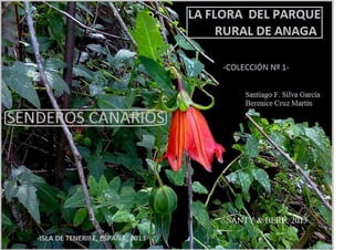 Flora del Parque Rural de Anaga. Colección  nº 1