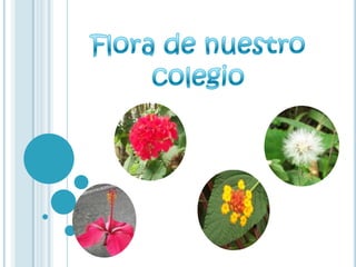 Flora de nuestro colegio,[object Object]