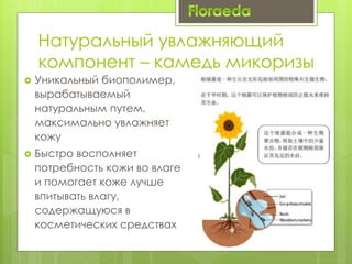 Натуральный увлажняющий
компонент – камедь микоризы
 Уникальный биополимер,
вырабатываемый
натуральным путем,
максимально увлажняет
кожу
 Быстро восполняет
потребность кожи во влаге
и помогает коже лучше
впитывать влагу,
содержащуюся в
косметических средствах
 