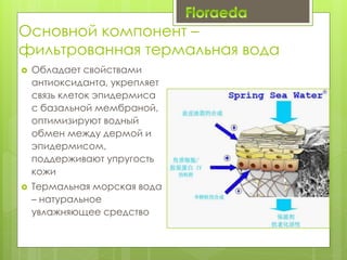 Основной компонент –
фильтрованная термальная вода
 Обладает свойствами
антиоксиданта, укрепляет
связь клеток эпидермиса
с базальной мембраной,
оптимизируют водный
обмен между дермой и
эпидермисом,
поддерживают упругость
кожи
 Термальная морская вода
– натуральное
увлажняющее средство
 