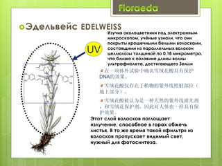 Изучив околоцветники под электронным
микроскопом, учёные узнали, что они
покрыты крошечными белыми волосками,
состоящими из параллельных волокон
целлюлозы толщиной по 0,18 микрометра,
что близко к половине длины волны
ультрафиолета, достигающего Земли
Этот слой волосков поглощает
излучение, способное в горах обжечь
листья. В то же время такой «фильтр» из
волосков пропускает видимый свет,
нужный для фотосинтеза.
 
