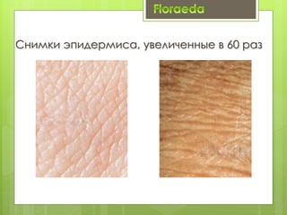 Снимки эпидермиса, увеличенные в 60 раз
 