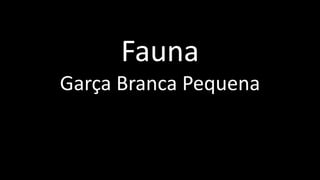Fauna
Garça Branca Pequena
 