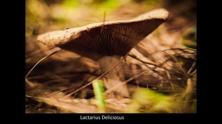 Lactarius Deliciosus
 