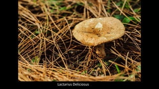 Lactarius Deliciosus
 