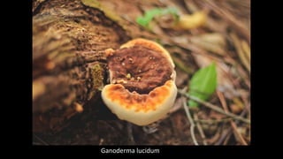 Ganoderma lucidum
 
