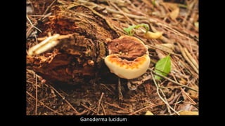 Ganoderma lucidum
 