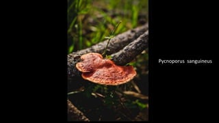 Pycnoporus sanguineus
 