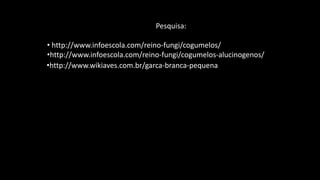 Pesquisa:
• http://www.infoescola.com/reino-fungi/cogumelos/
•http://www.infoescola.com/reino-fungi/cogumelos-alucinogenos/
•http://www.wikiaves.com.br/garca-branca-pequena
 