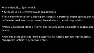 •Nome científico: Egretta thula
• Mede de 51 a 61 centímetros de comprimento
• Totalmente branca com o bico e pernas negras. Caracteriza-se por egretas, penas
de ‘enfeite’ no dorso, que se desenvolvem durante o período reprodutivo.
• Possui um pescoço longo e flexível, que funciona como uma mola na captura dos
animais.
• Alimenta-se de peixes de forma bastante ativa. Aprecia também insetos, larvas,
caranguejos, anfíbios e pequenos répteis.
 