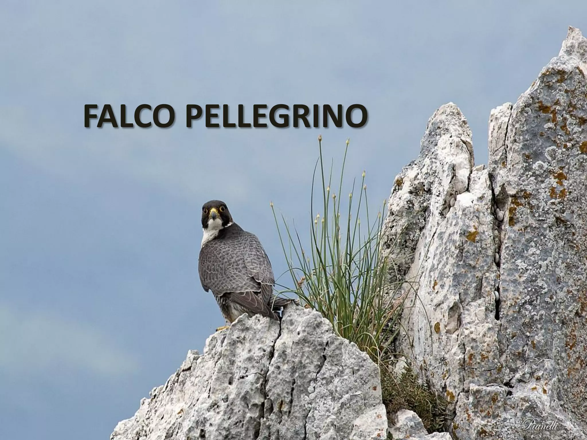 flora e fauna della montagna pdf