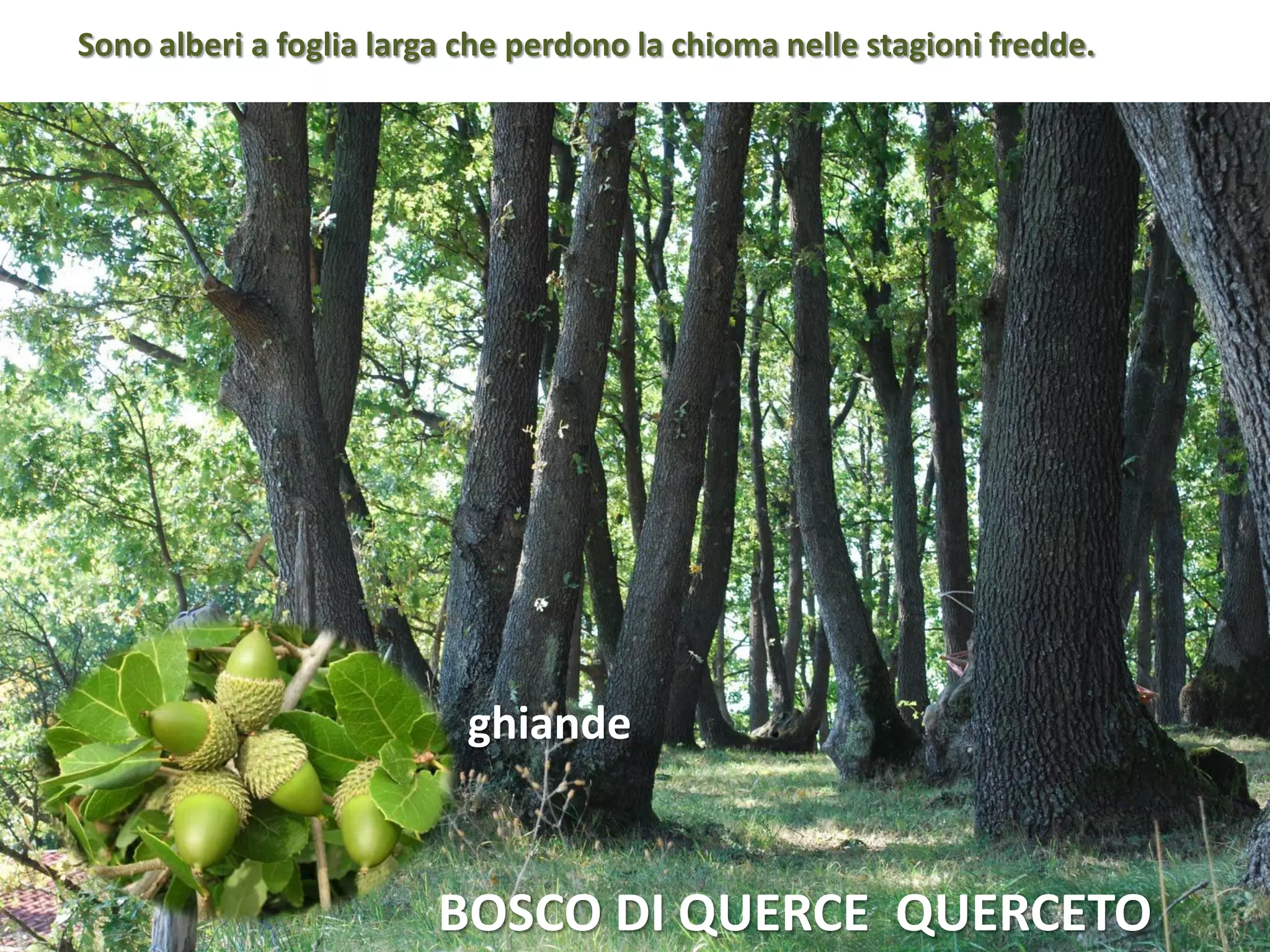 Flora e fauna della montagna | PDF