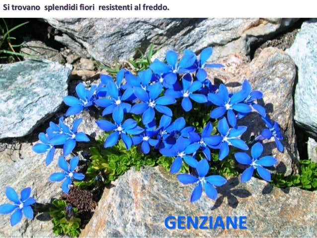 Flora E Fauna Della Montagna