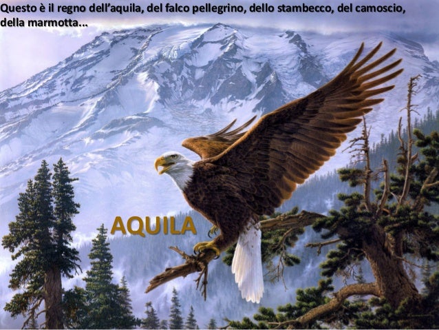 Flora E Fauna Della Montagna