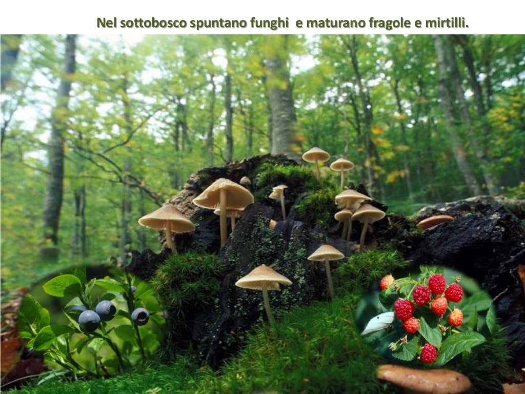 Flora e fauna della montagna