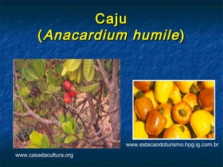 Caju
        ( Anacardium humile )




                        www.estacaodoturismo.hpg.ig.com.br
www.casadacultura.org
 
