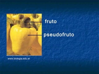 fruto

                      pseudofruto



www.biologia.edu.ar
 