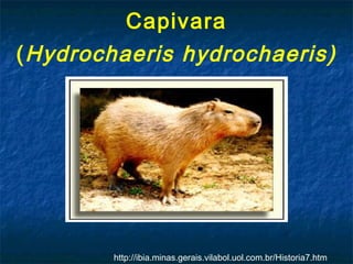 Capivara
( Hydrochaeris hydrochaeris)




        http://ibia.minas.gerais.vilabol.uol.com.br/Historia7.htm
 
