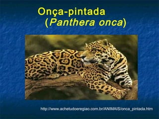 Onça-pintada
 ( Panthera onca )




http://www.achetudoeregiao.com.br/ANIMAIS/onca_pintada.htm
 