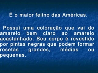 É o maior felino das Américas.

 Possui uma coloração que vai do
amarelo bem claro ao amarelo
acastanhado. Seu corpo é revestido
por pintas negras que podem formar
rosetas    grandes,    médias   ou
pequenas.
 