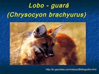 Lobo - guará
(Chrysocyon brachyurus)




           http://br.geocities.com/otazoo/Bibliografia.html
 