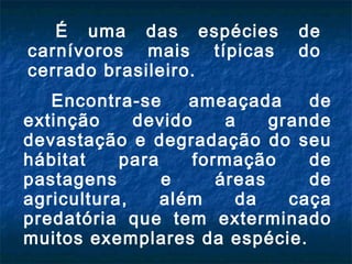 É uma das espécies          de
carnívoros mais típicas        do
cerrado brasileiro.
   Encontra-se     ameaçada      de
extinção     devido     a    grande
devastação e degradação do seu
hábitat    para     formação     de
pastagens       e      áreas     de
agricultura,    além      da   caça
predatória que tem exterminado
muitos exemplares da espécie.
 