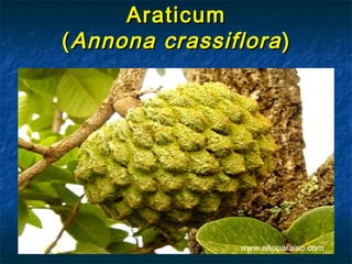 Araticum
( Annona crassiflora )




                 www.altoparaiso.com
 