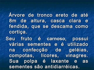 Árvore de tronco ereto de até
 8m de altura, casca clara e
 fendida, que se descama como
 cortiça.
Seu fruto é carnoso, possui
 várias sementes e é utilizado
 na    confecção    de   geléias,
 compotas,    licores, vinagres.
 Sua polpa é laxante e as
 sementes são antidiarréicas.
 