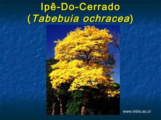 Ipê-Do-Cerrado
( Tabebuia ochracea )




                  www.inbio.ac.cr
 