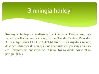 Sinningia harleyi é endêmica da Chapada Diamantina, no
Estado da Bahia, restrita à região de Rio de Contas, Pico das
Almas. Apresenta EOO de 1.021,61 km², e está sujeita a menos
de cinco situações de ameaça, considerando sua presença ou não
em unidades de conservação. Assim, foi avaliada como “Em
perigo” (EN).
Sinningia harleyi
 