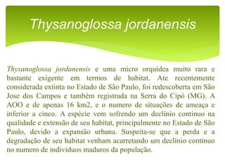 Thysanoglossa jordanensis e uma micro orquídea muito rara e
bastante exigente em termos de habitat. Ate recentemente
considerada extinta no Estado de São Paulo, foi redescoberta em São
Jose dos Campos e também registrada na Serra do Cipó (MG). A
AOO e de apenas 16 km2, e o numero de situações de ameaça e
inferior a cinco. A espécie vem sofrendo um declínio continuo na
qualidade e extensão de seu habitat, principalmente no Estado de São
Paulo, devido a expansão urbana. Suspeita-se que a perda e a
degradação de seu habitat venham acarretando um declínio continuo
no numero de indivíduos maduros da população.
Thysanoglossa jordanensis
 