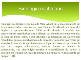 Sinningia cochlearis é endêmica da Mata Atlântica, sendo encontrada em
locais sombreados, entre rochas, nos Campos de Altitude da Serra dos
Órgãos, a aproximadamente 2.000 m de altitude. A espécie tem
características reprodutivas que a diferem das demais, incluindo um pico
de floração muito curto, o que dificulta a compreensão da sua biologia
reprodutiva para o estabelecimento de coleções. Com uma ocorrência em
situação de ameaça (majoritariamente o fogo intensivo nos períodos de
seca dos campos altimontanos), embora dentro de unidade de
conservação, sua distribuição restrita e especificidade do hábitat a
colocam em situação de risco de extinção, na categoria “Criticamente em
perigo” (CR).
Sinningia cochlearis
 