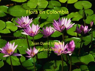 Flora en Colombia

Juan David Villamil
Rafael pico

 