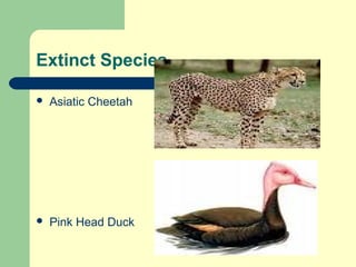 Extinct Species


Asiatic Cheetah



Pink Head Duck

 
