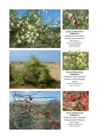 Flora and Fauna of Khorezm and Karakalpakstan | PDF