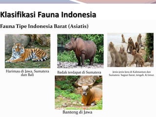Klasifikasi Fauna Indonesia
Fauna Tipe Indonesia Barat (Asiatis)
Harimau di Jawa, Sumatera
dan Bali
Badak terdapat di Sumatera Jenis-jenis kera di Kalimantan dan
Sumatera bagian barat, tengah, & timur.
Banteng di Jawa
 