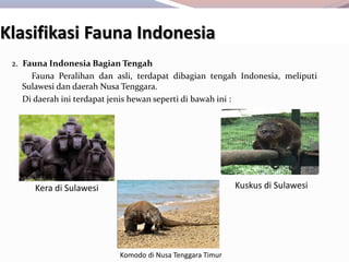 2. Fauna Indonesia Bagian Tengah
Fauna Peralihan dan asli, terdapat dibagian tengah Indonesia, meliputi
Sulawesi dan daerah Nusa Tenggara.
Di daerah ini terdapat jenis hewan seperti di bawah ini :
Klasifikasi Fauna Indonesia
Kera di Sulawesi Kuskus di Sulawesi
Komodo di Nusa Tenggara Timur
 