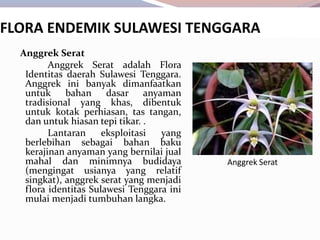 FLORA ENDEMIK SULAWESI TENGGARA
Anggrek Serat
Anggrek Serat adalah Flora
Identitas daerah Sulawesi Tenggara.
Anggrek ini banyak dimanfaatkan
untuk bahan dasar anyaman
tradisional yang khas, dibentuk
untuk kotak perhiasan, tas tangan,
dan untuk hiasan tepi tikar. .
Lantaran eksploitasi yang
berlebihan sebagai bahan baku
kerajinan anyaman yang bernilai jual
mahal dan minimnya budidaya
(mengingat usianya yang relatif
singkat), anggrek serat yang menjadi
flora identitas Sulawesi Tenggara ini
mulai menjadi tumbuhan langka.
Anggrek Serat
 