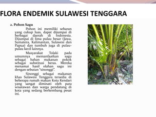 2. Pohon Sagu
Pohon ini memiliki sebaran
yang cukup luas, dapat dijumpai di
berbagai daerah di Indonesia.
Dijumpai di lima pulau besar (Jawa,
Sumatera, Kalimantan, Sulawesi dan
Papua) dan tumbuh juga di pulau-
pulau kecil lainnya.
Masyarakat Tolaki pada
umumnya memanfaatkan sagu
sebagai bahan makanan pokok
sebagai substitusi beras. Mereka
menamai hasil olahan sagu ini
dengan sebutan “sinonggi”.
Sinonggi sebagai makanan
khas Sulawesi Tenggara tersedia di
beberapa rumah makan Kota Kendari
yang sangat diminati oleh para
wisatawan dan warga pendatang di
kota yang sedang berkembang pesat
ini.
FLORA ENDEMIK SULAWESI TENGGARA
 