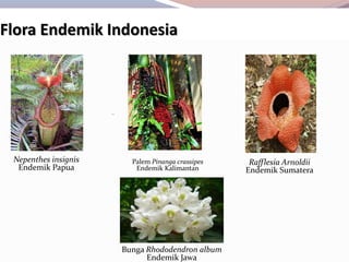 Nepenthes insignis
Endemik Papua
Flora Endemik Indonesia
Palem Pinanga crassipes
Endemik Kalimantan
Rafflesia Arnoldii
Endemik Sumatera
Bunga Rhododendron album
Endemik Jawa
 